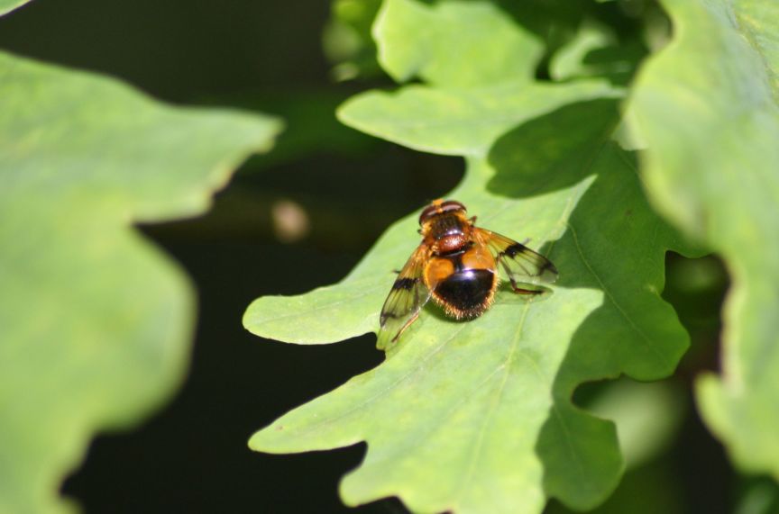 Volucella inflata